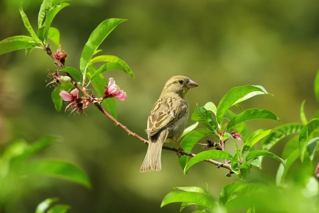 Facts About Sparrow in Hindi