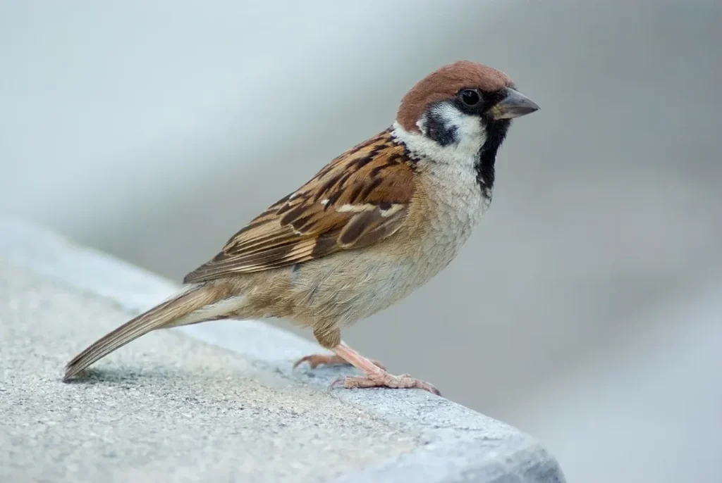 Facts About Sparrow in Hindi