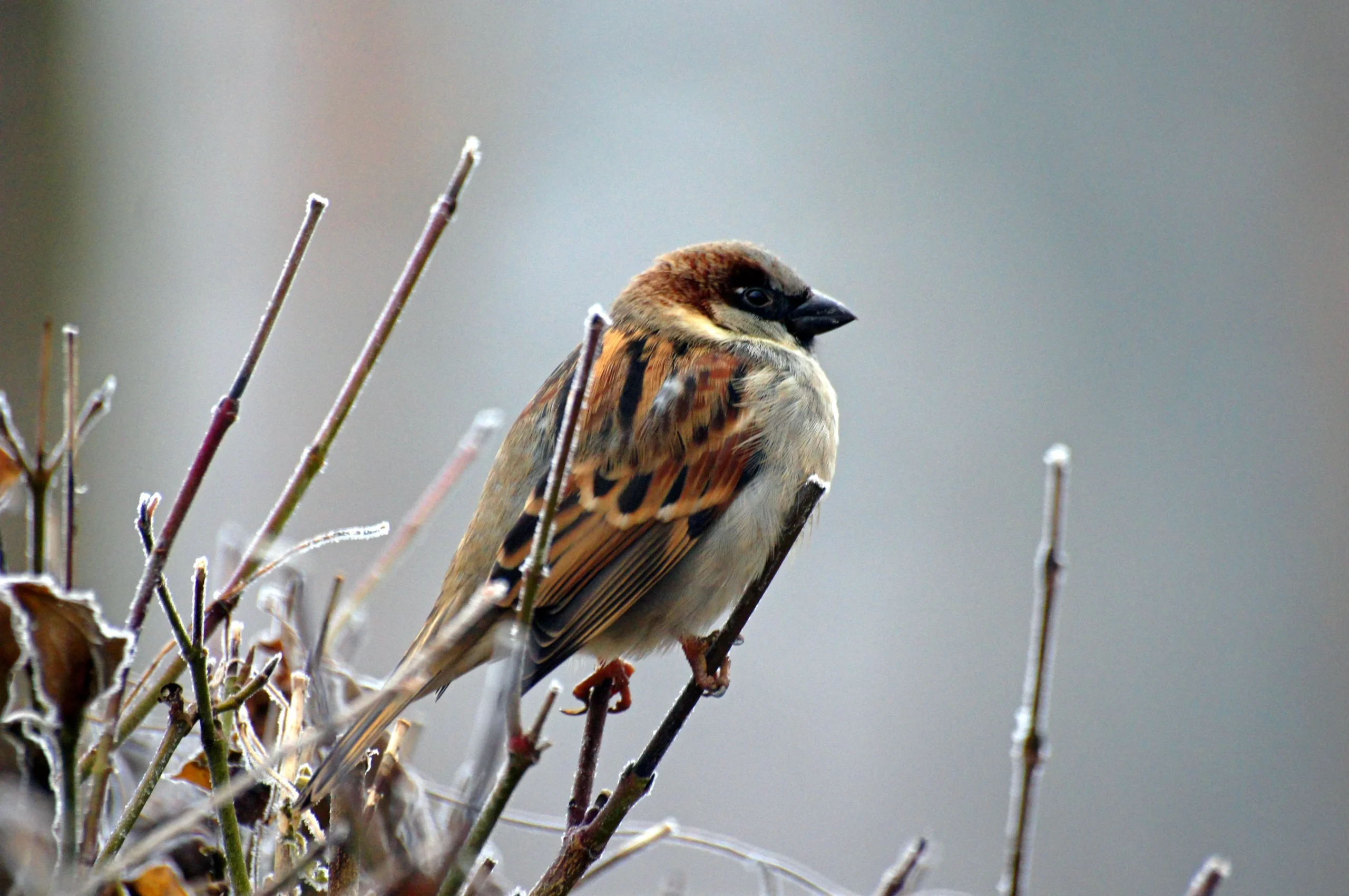 Facts About Sparrow in Hindi