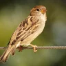 Facts About Sparrow in Hindi