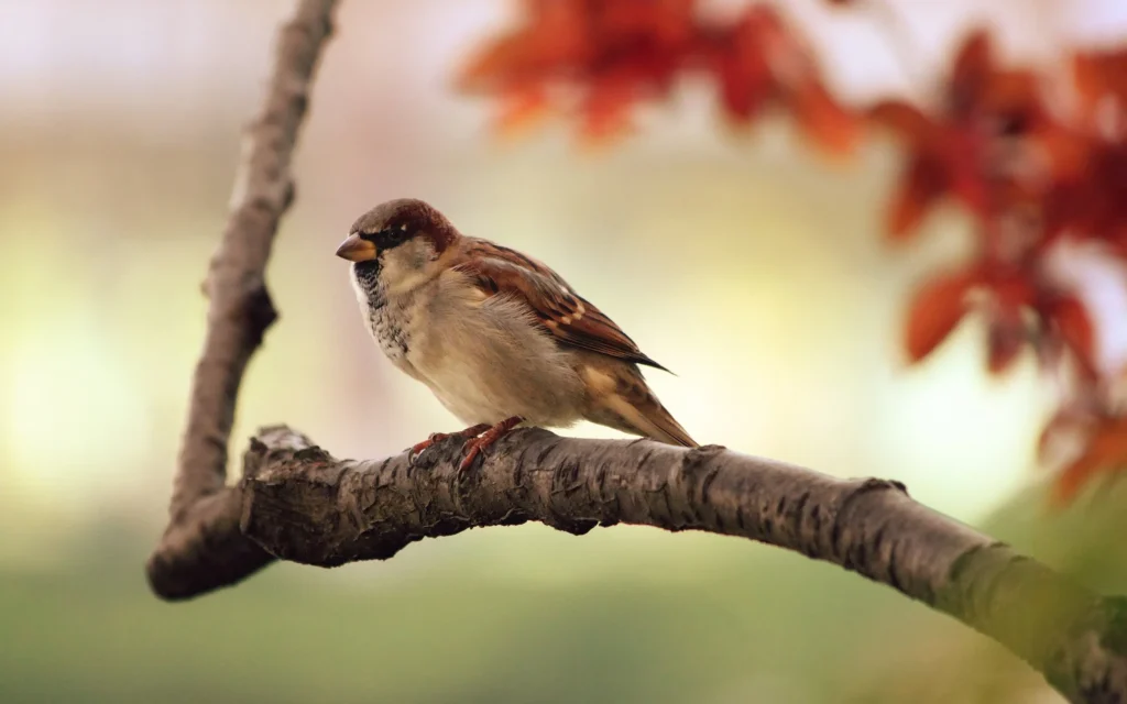 Facts About Sparrow in Hindi