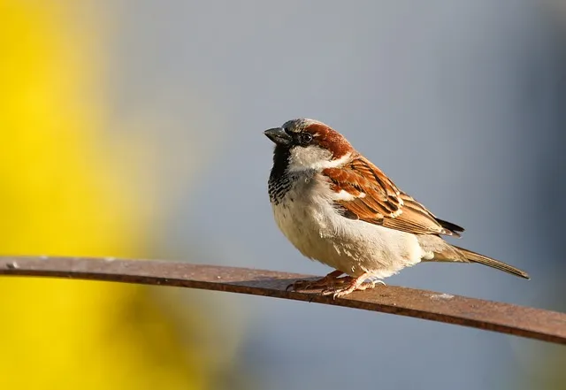 Facts About Sparrow in Hindi