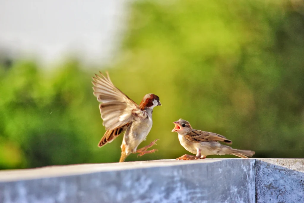 Facts About Sparrow in Hindi