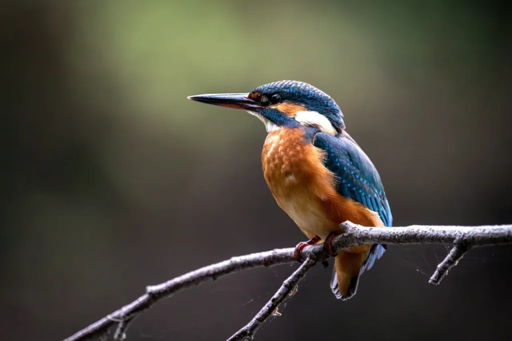 Facts About Kingfisher Bird in Hindi