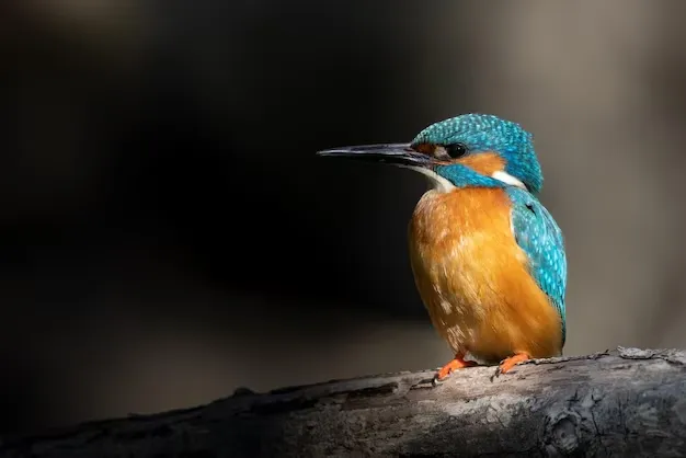 Facts About Kingfisher Bird in Hindi