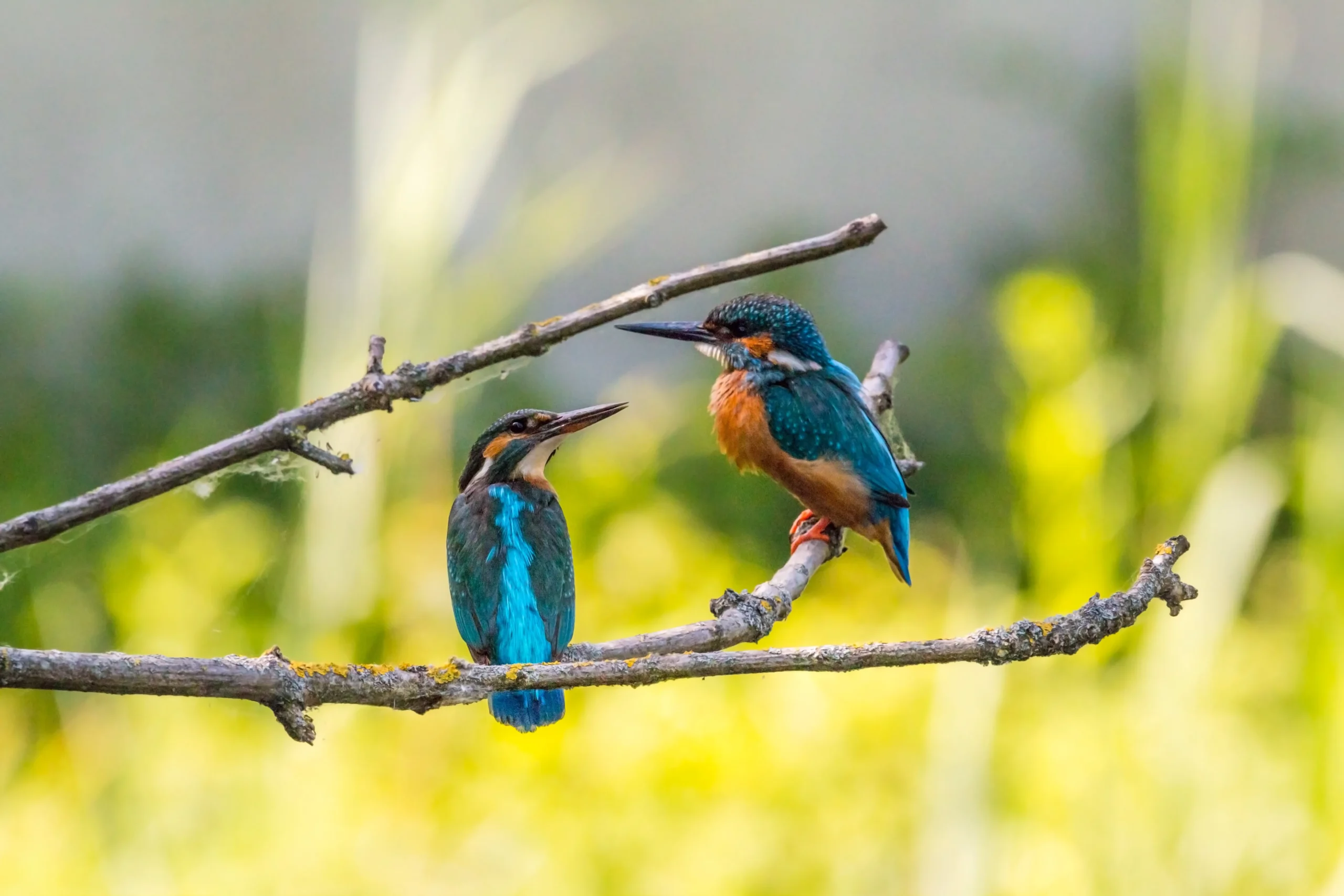 Facts About Kingfisher Bird in Hindi