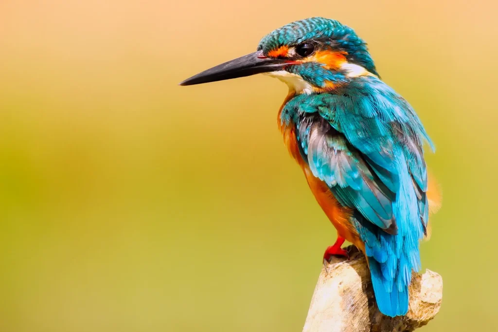 Facts About Kingfisher Bird in Hindi