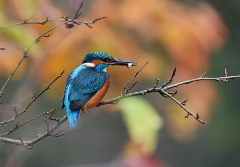 Facts About Kingfisher Bird in Hindi