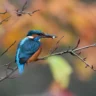 Facts About Kingfisher Bird in Hindi